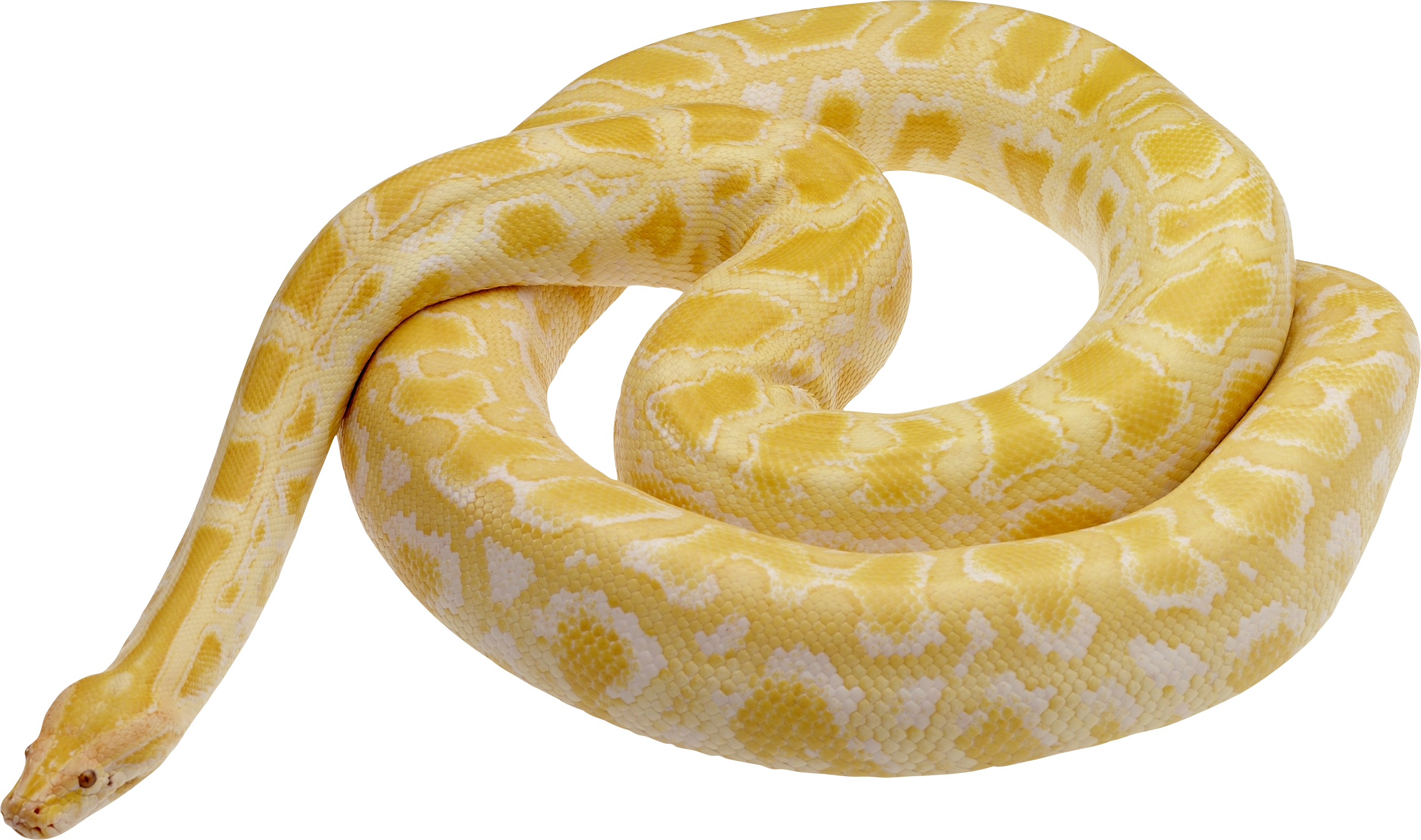 Snake PNG image picture downl