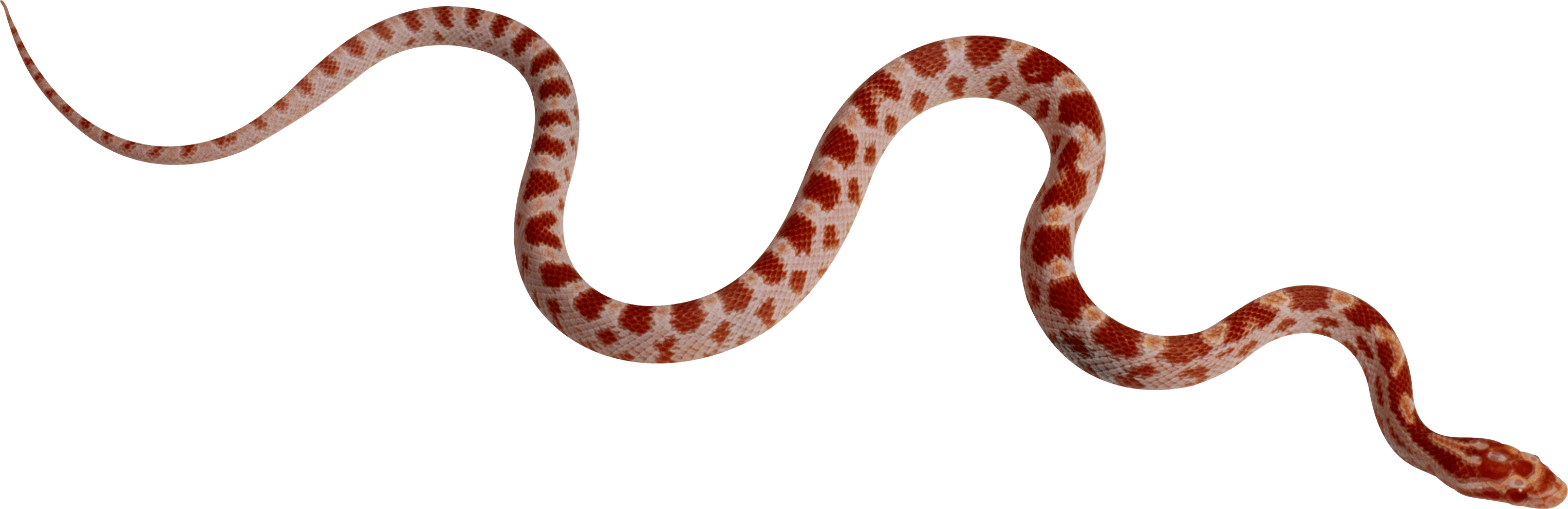 Cobra Snake PNG Transparent I