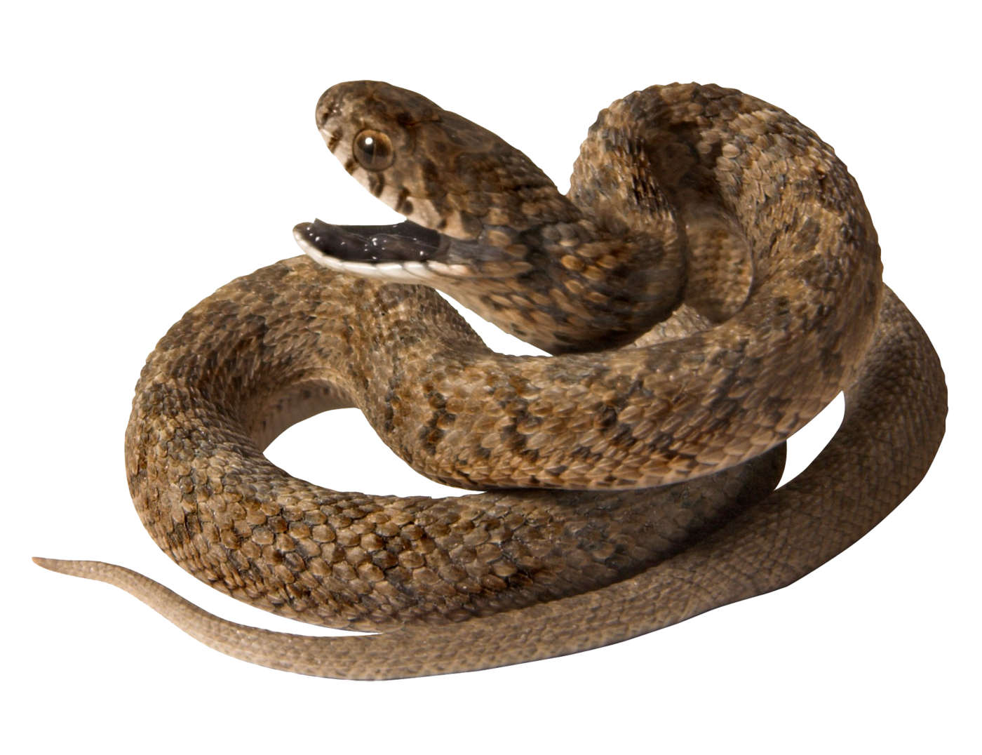 Snake PNG - 23263