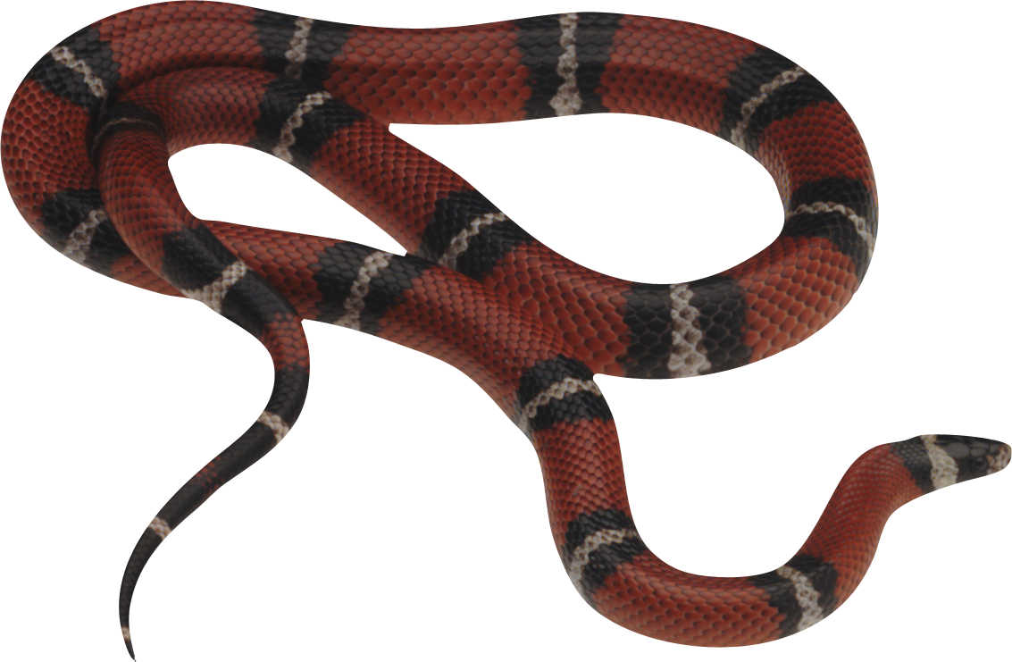 Snake PNG - 23252