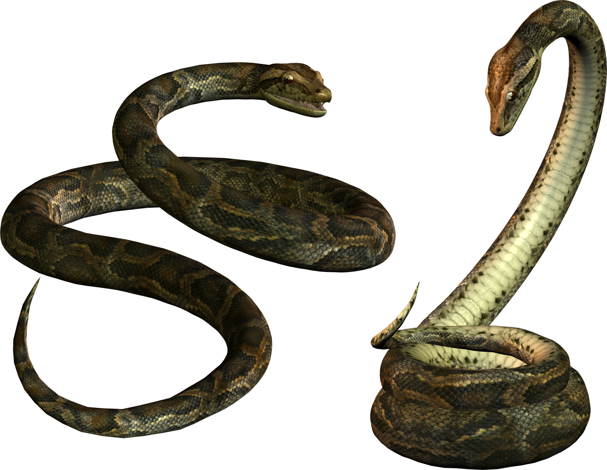 Snake PNG - 23255