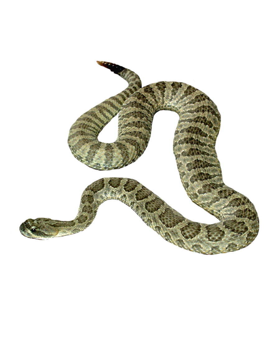 Snake PNG - 23264