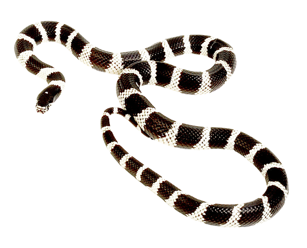 Snake PNG - 23261