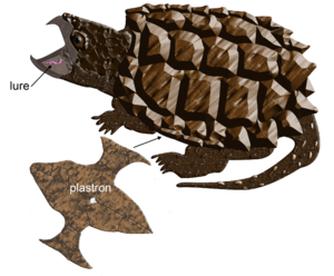 Snapping Turtle PNG - 13913