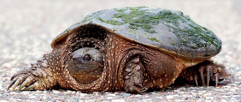 Snapping Turtle PNG - 13916