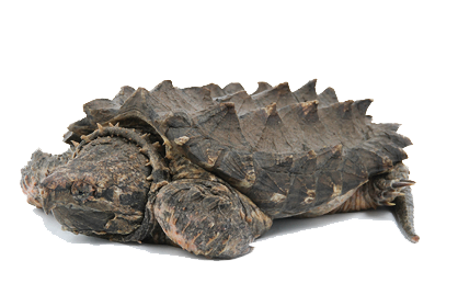 Snapping Turtle PNG - 13909