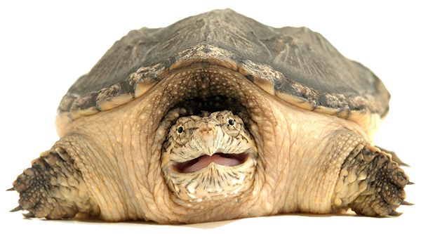 Common Snapping Turtle: