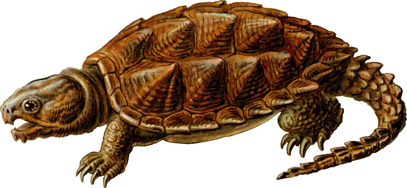 Common Snapping Turtle Art de