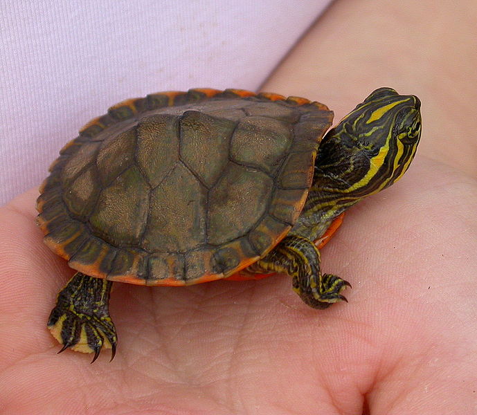 Snapping Turtle PNG - 13918