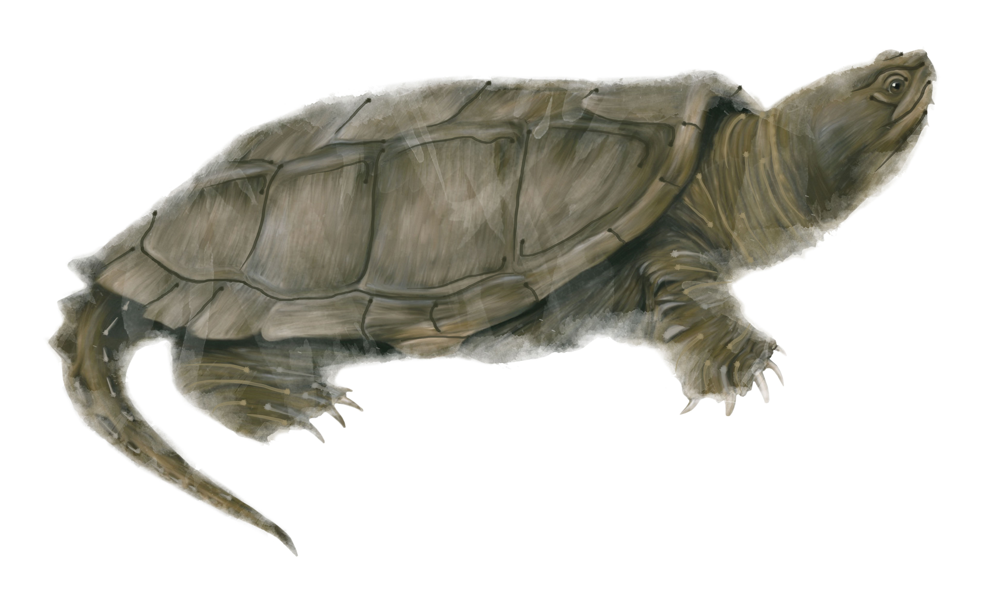 Snapping Turtle PNG - 13907