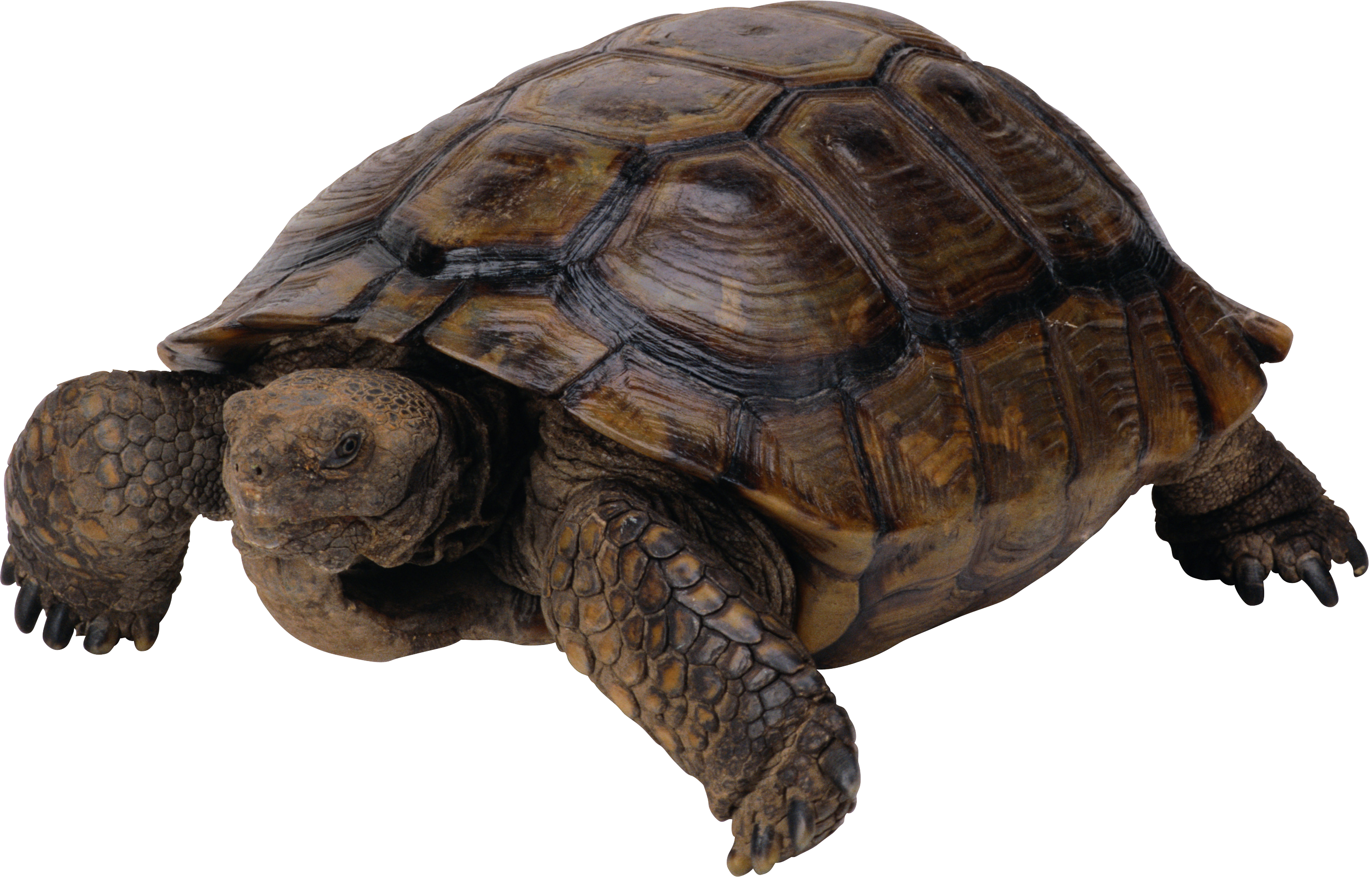 Snapping Turtle PNG - 13915