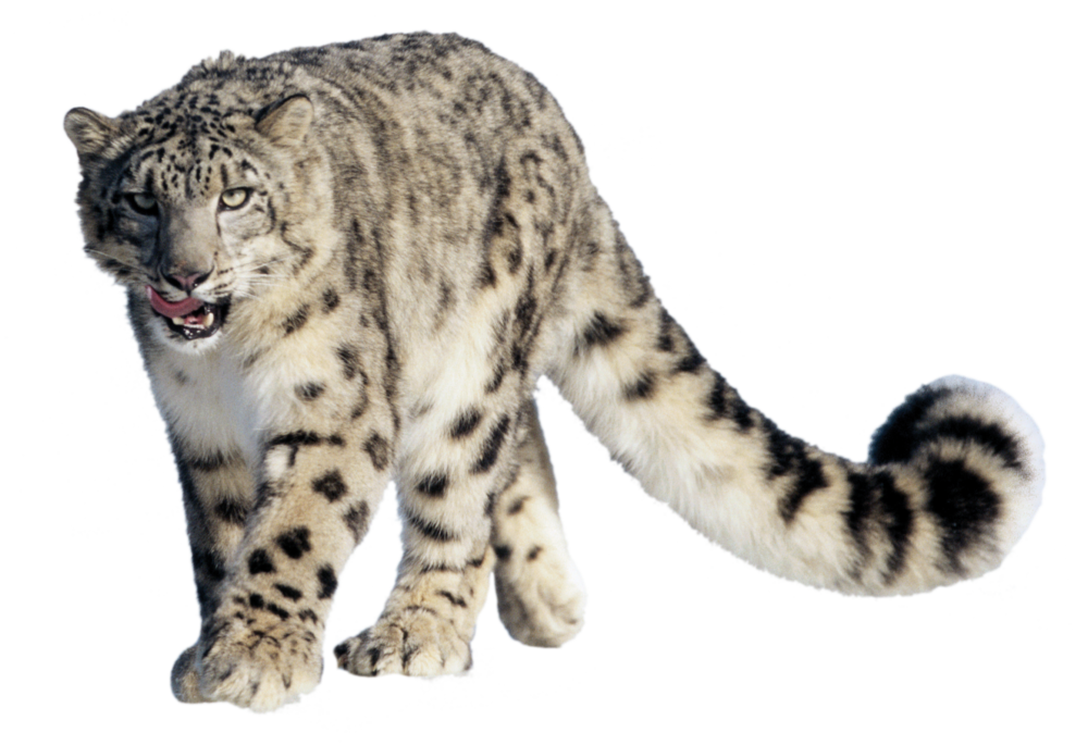 Flirtatious Snow Leopard by R