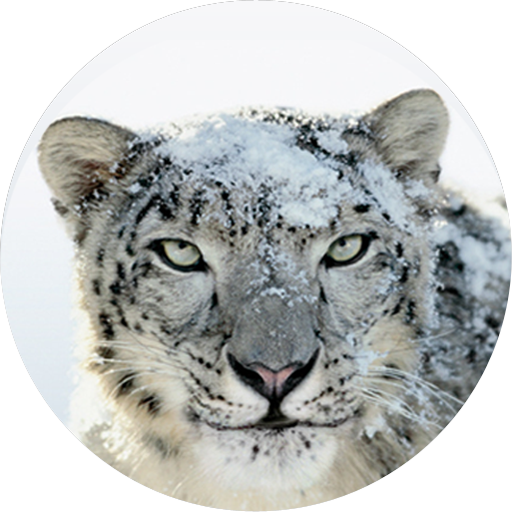 Snow Leopard PNG - 46660