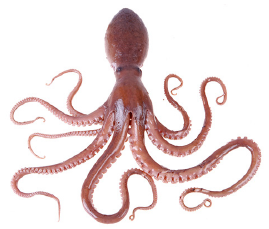 Octopus PNG - 3111