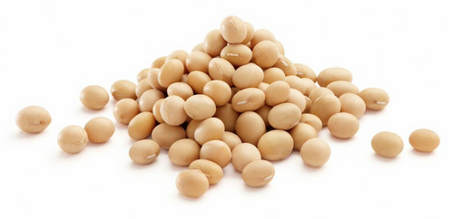 Soybean Seed PNG - 86555