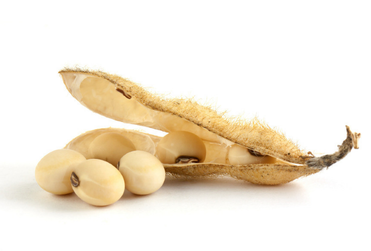 Soybean Seed PNG - 86561