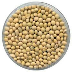Soybean Seed PNG - 86558
