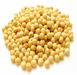 Soybean Seed PNG - 86566