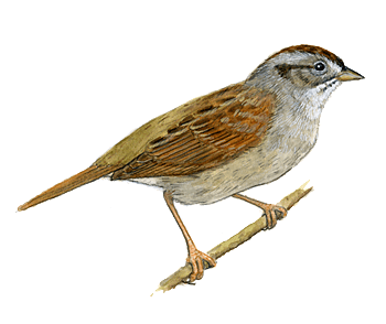 PlusPNG - Sparrow PNG