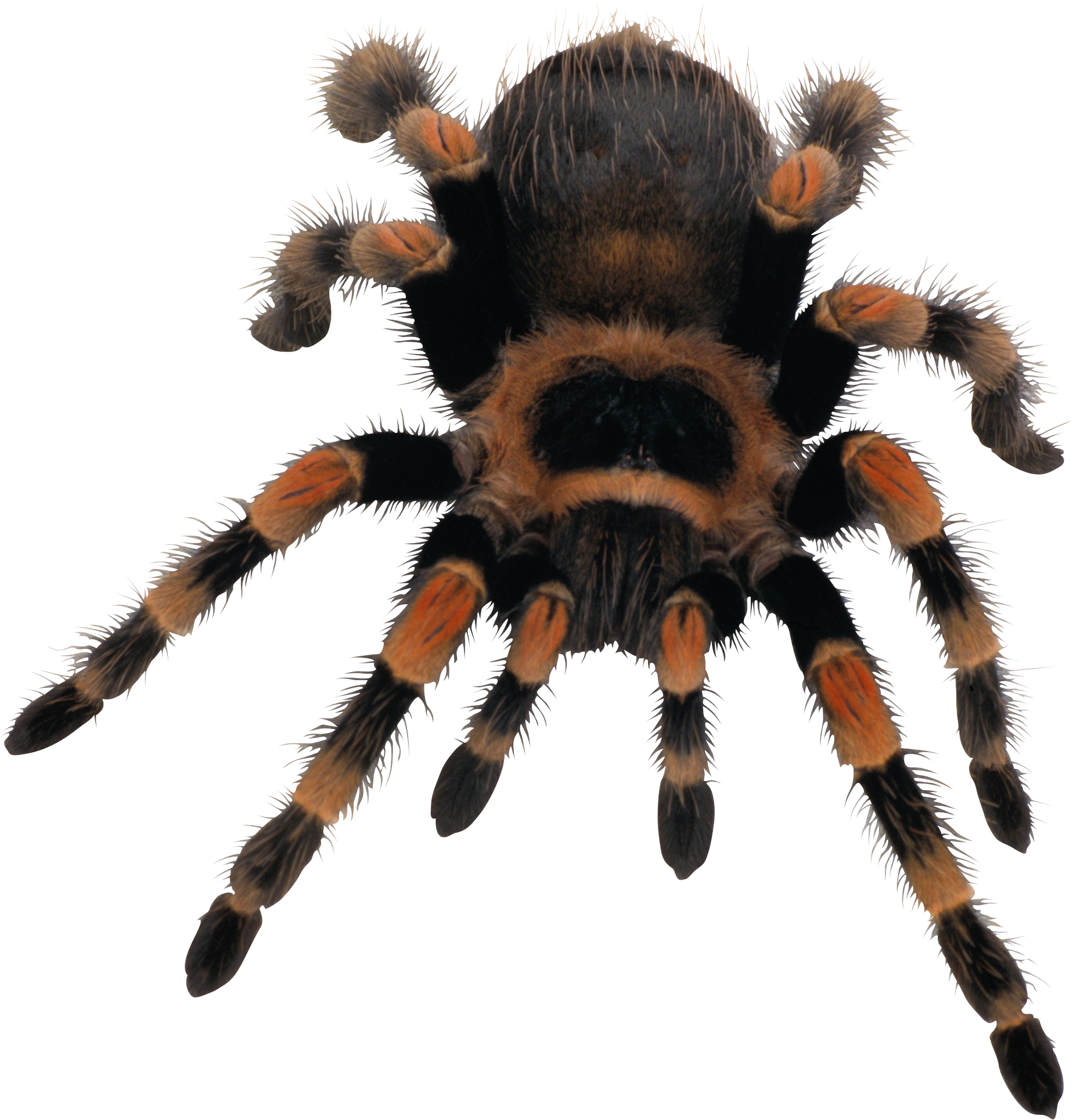 Spider HD PNG - 117624