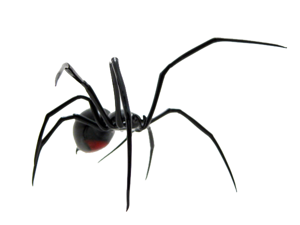 Spider HD PNG - 117628