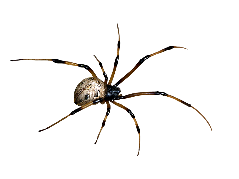 Spider HD PNG - 117621
