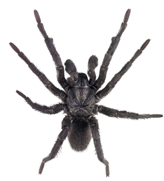 Spider HD PNG - 117619