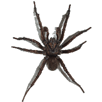 Spider HD PNG - 117625