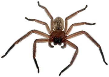 Spider HD PNG - 117622