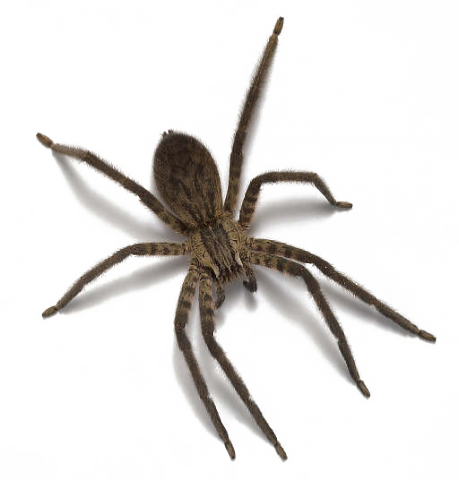 Spider HD PNG - 117630