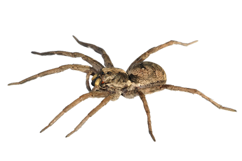 Spider HD PNG - 117629