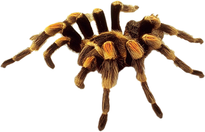 Spider HD PNG - 117620