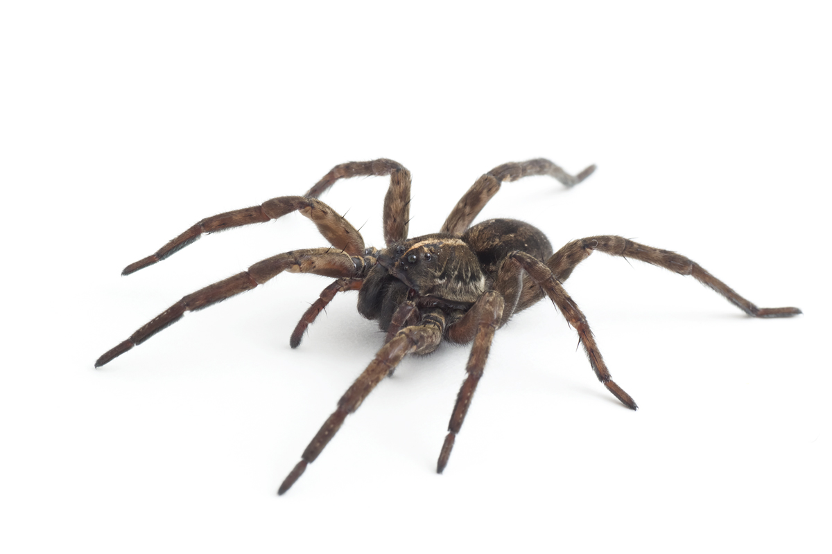 Spider HD PNG - 117623