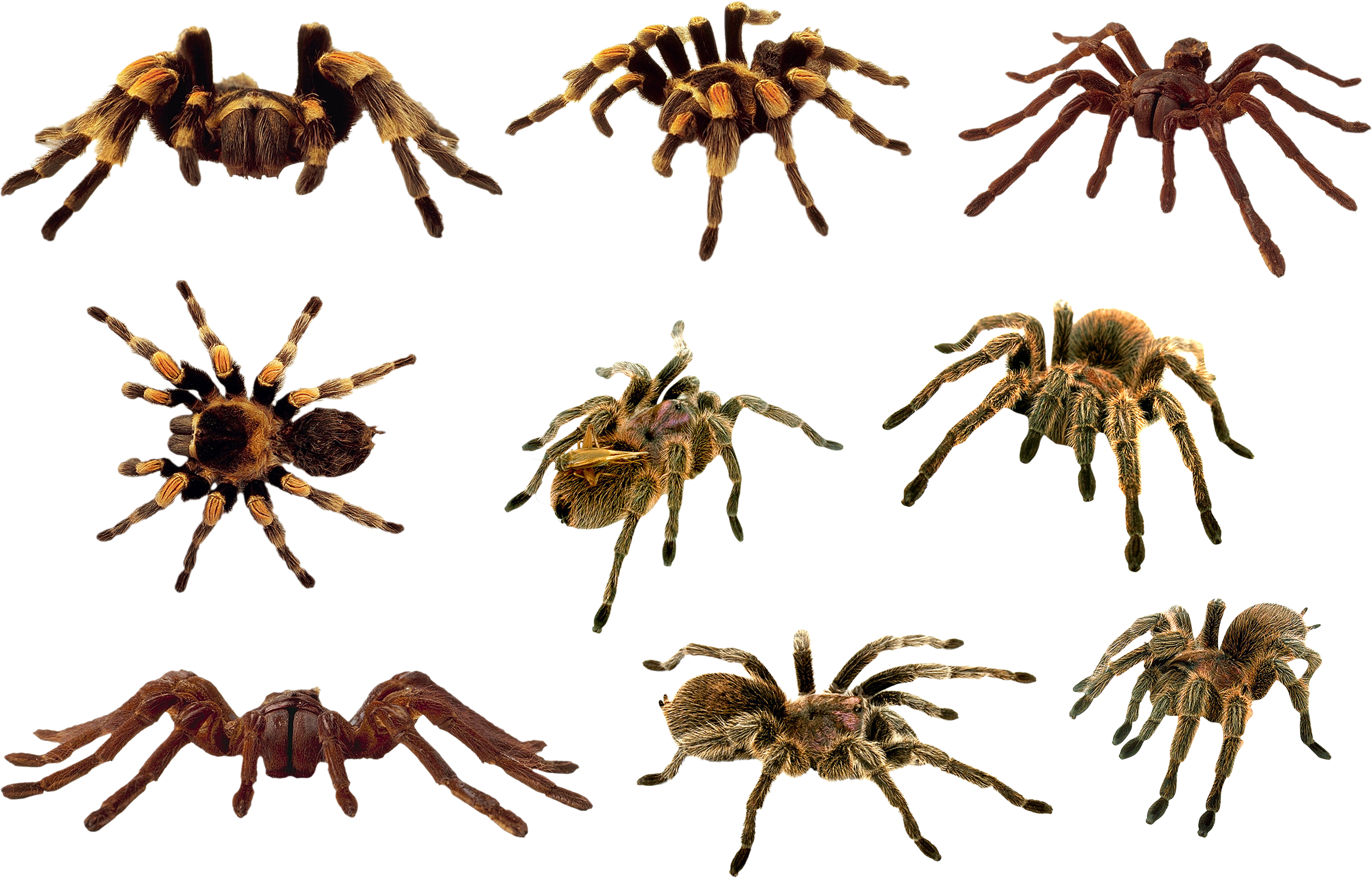 Spider PNG - 1378