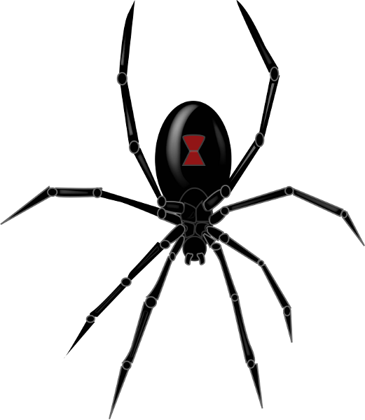 Spider PNG - 1376