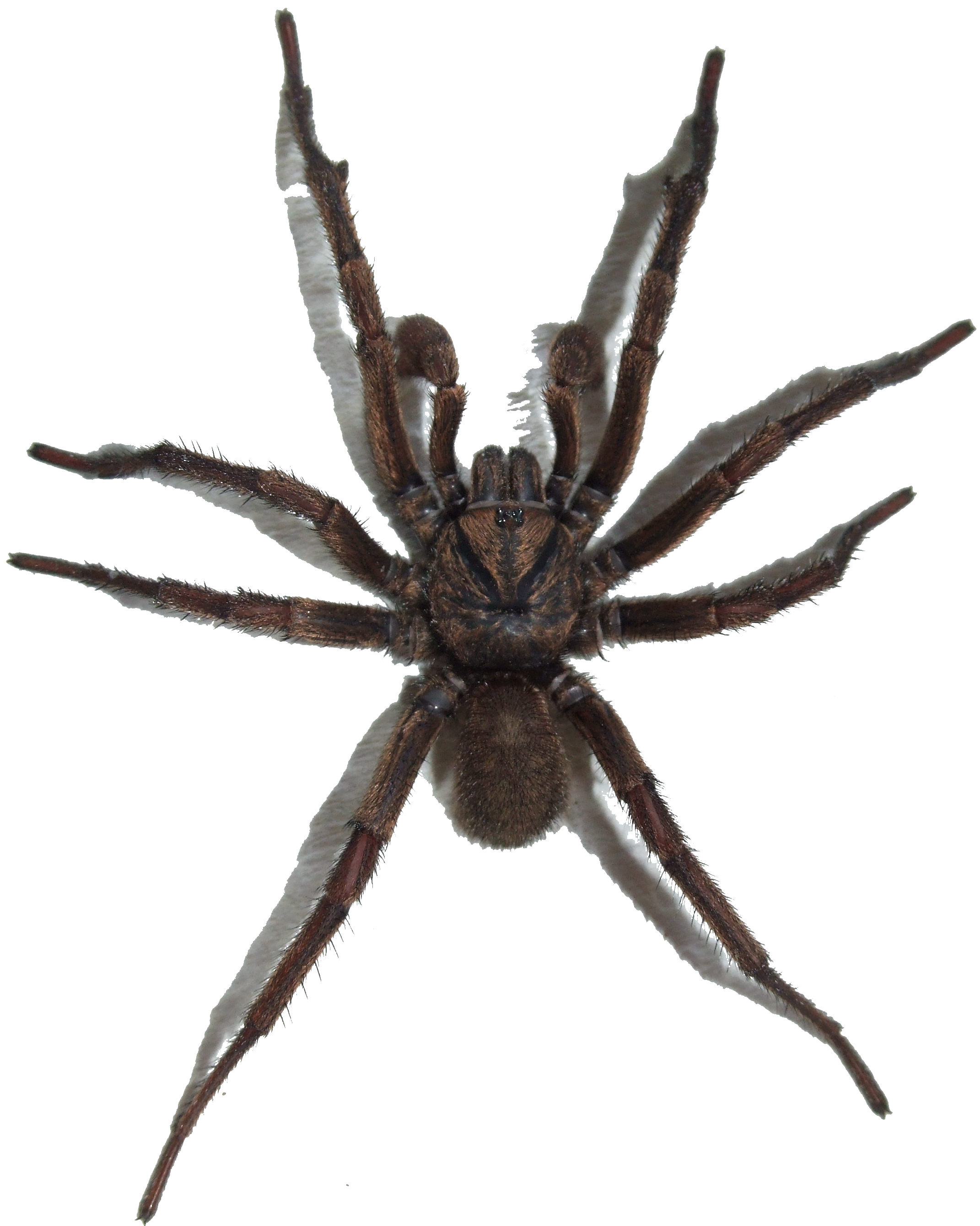 Spider PNG - 1372