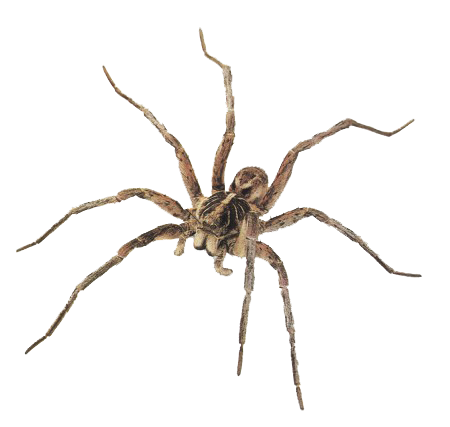 Spider PNG - 1368