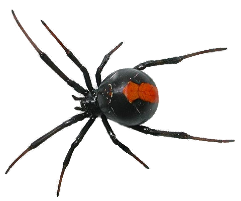 Spider PNG File