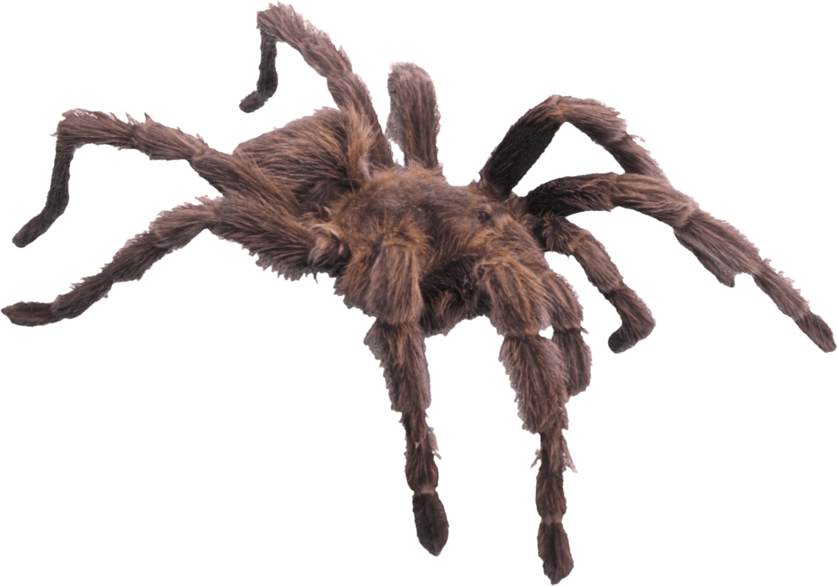 Spider PNG - 1367
