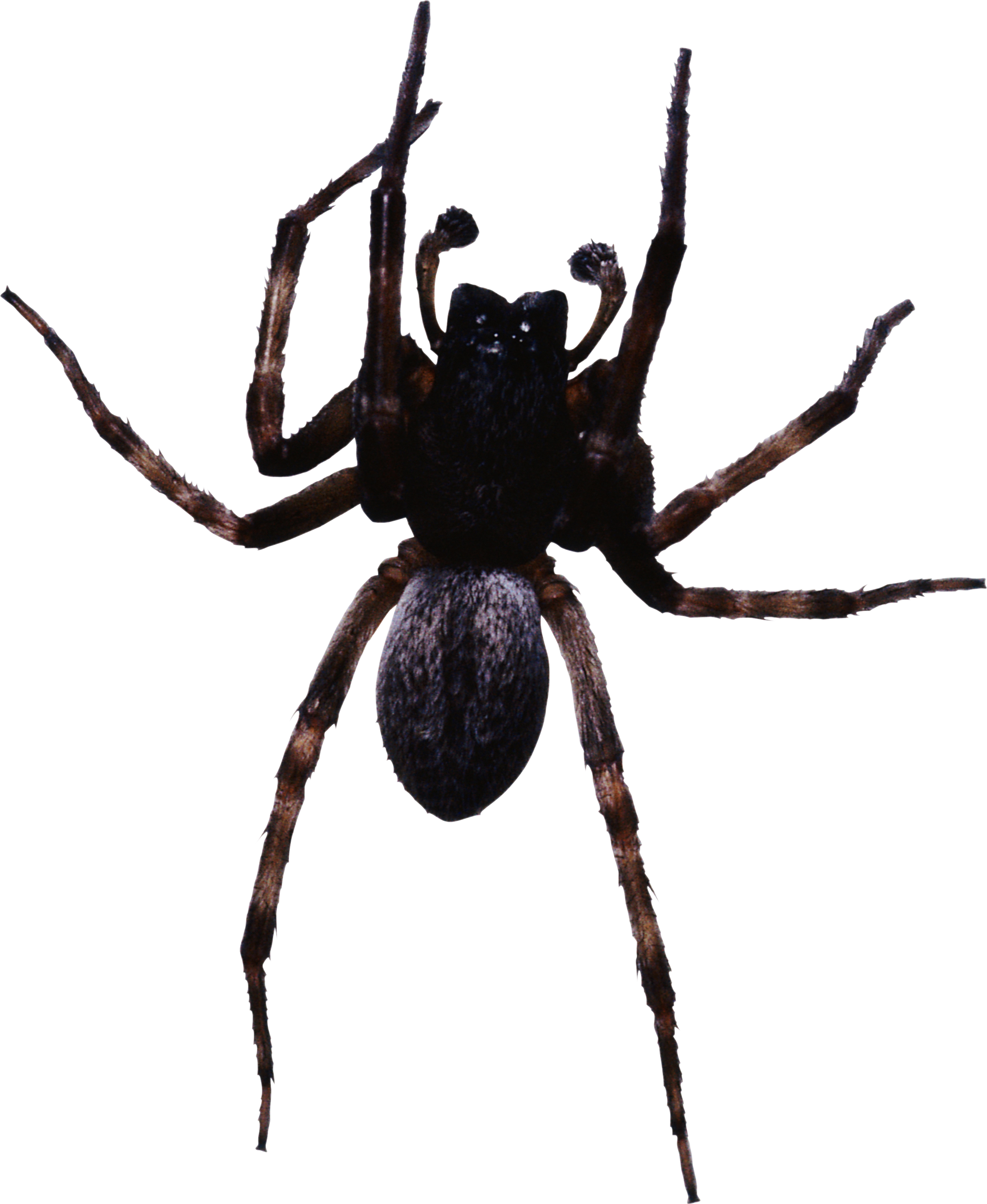 Spider PNG - 25023