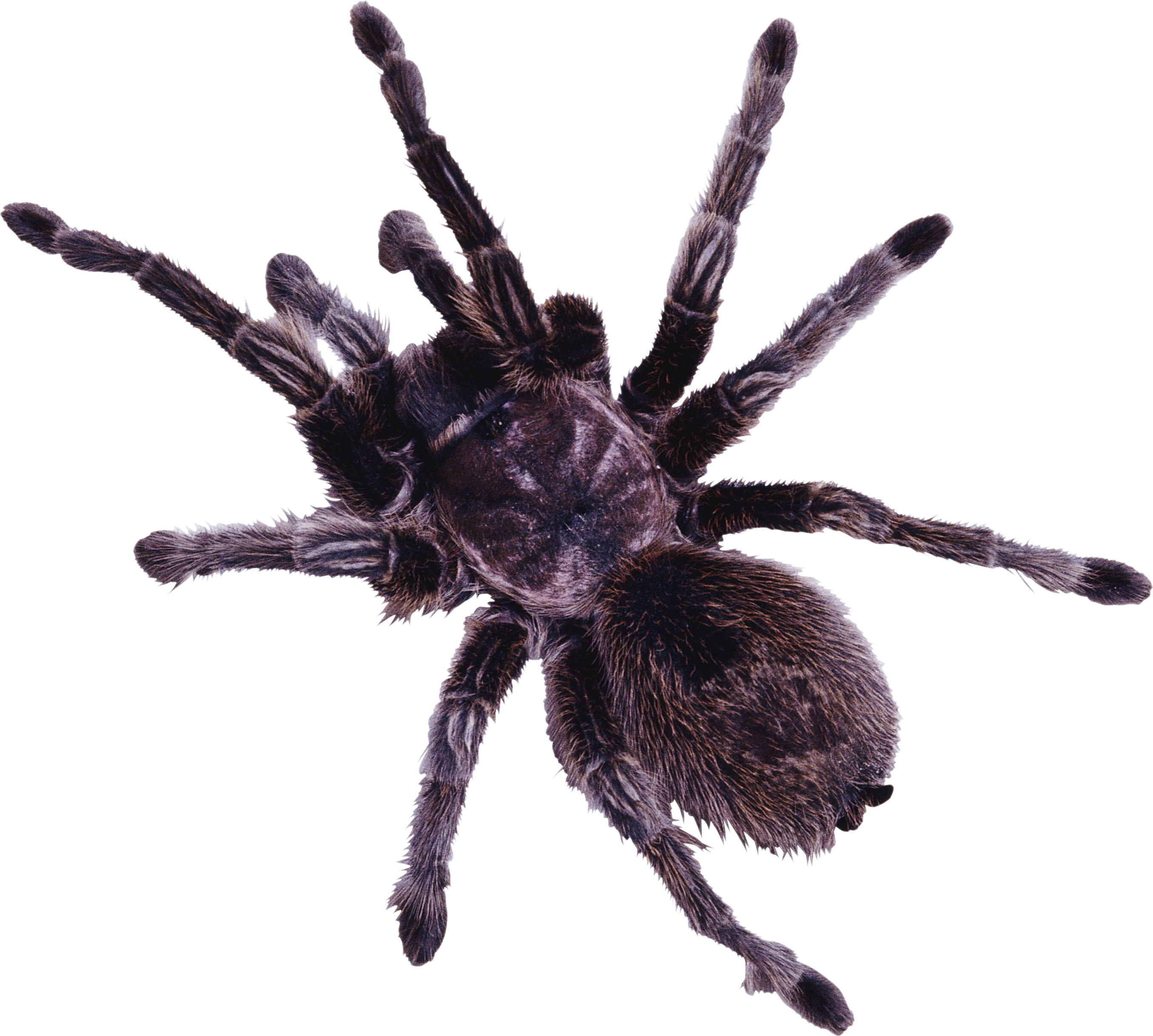 Spider PNG - 25016