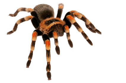 Spider PNG - 25024