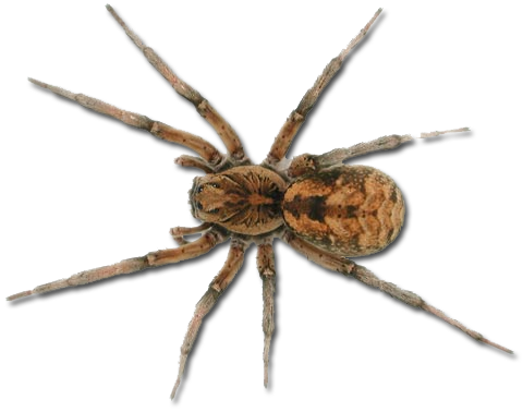 Spider PNG - 25020