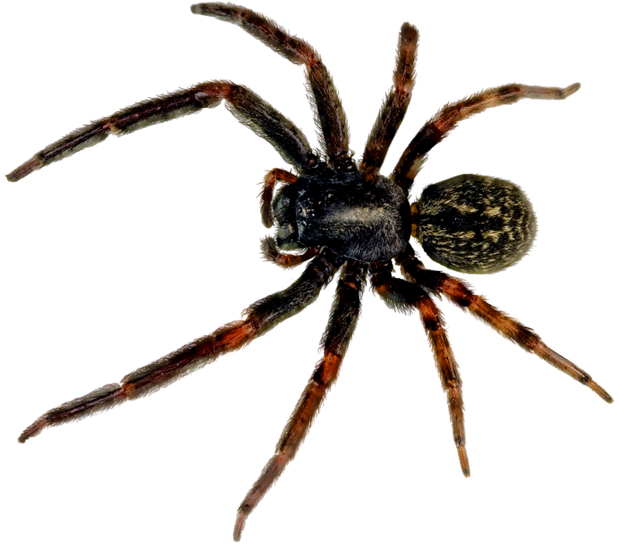 Spider PNG - 25009
