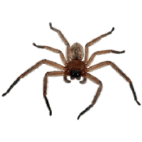 Black Widow Spider PNG Pic