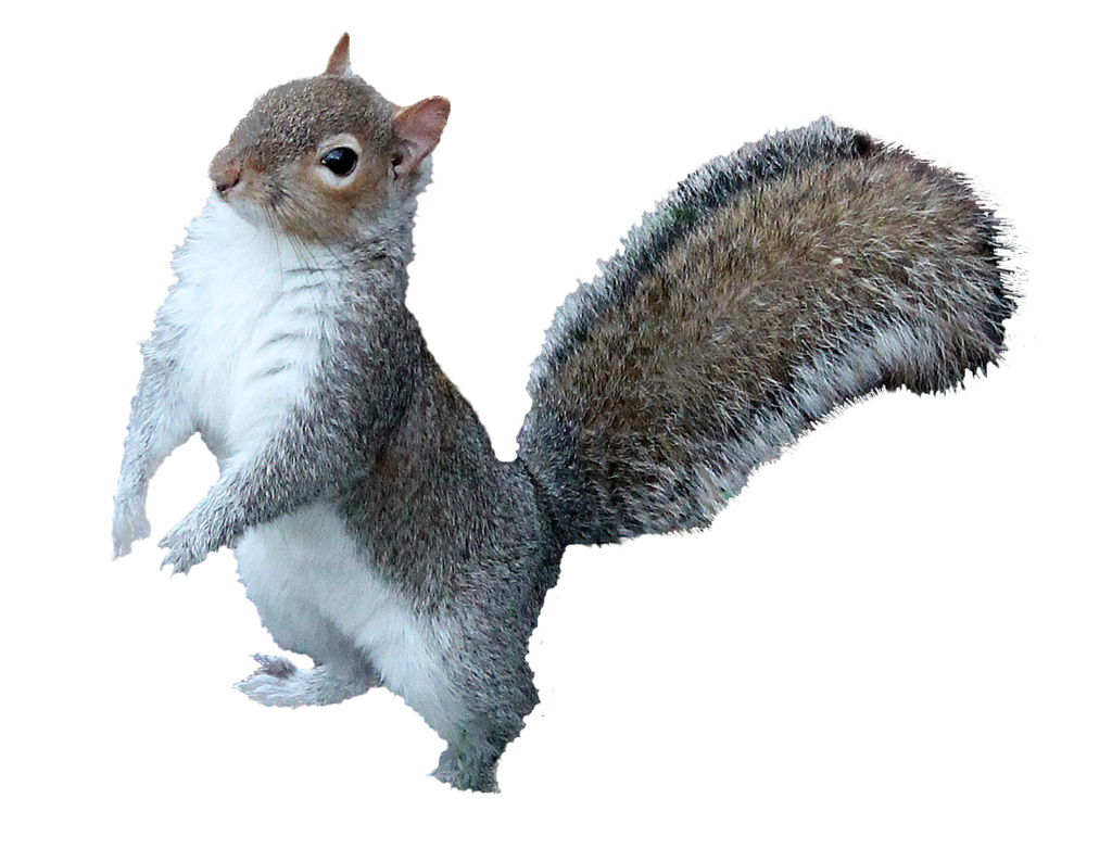 Squirre PNG - 14702