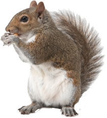 Squirrel Png image #20472