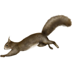 Squirre PNG - 14711