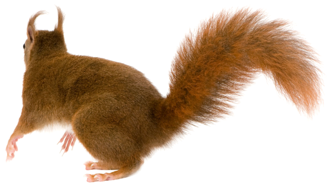 Squirre PNG - 14704