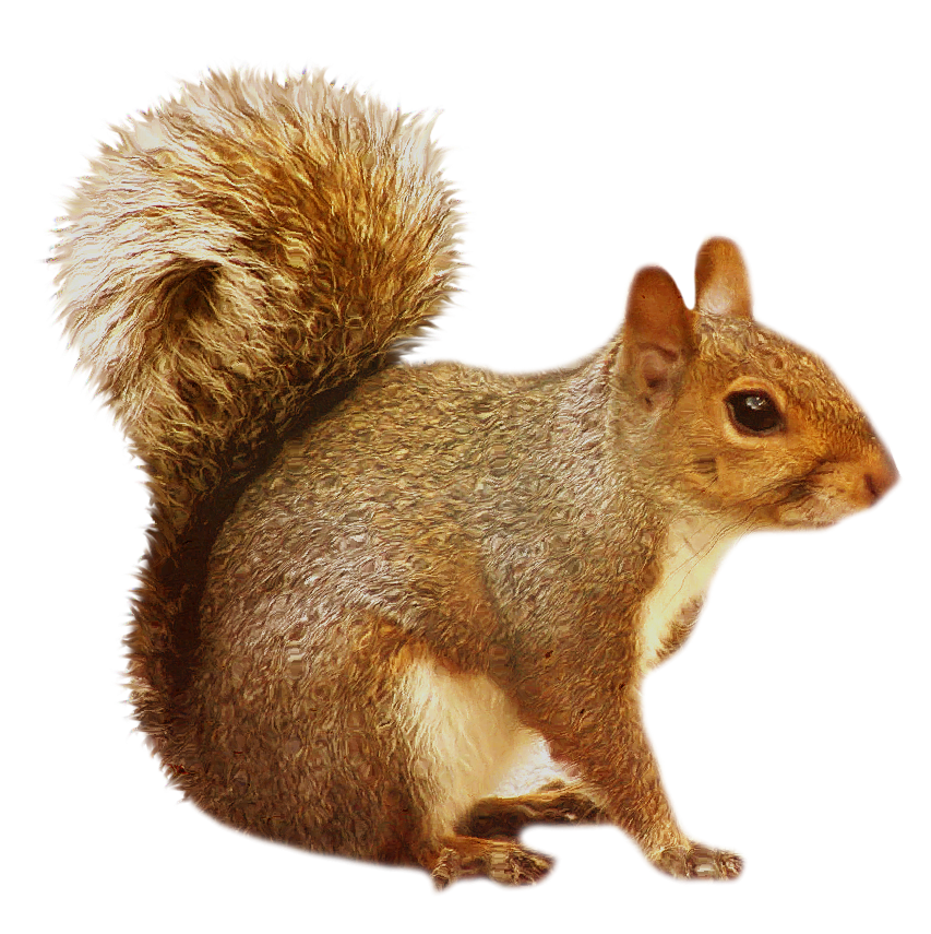 Squirre PNG - 14705